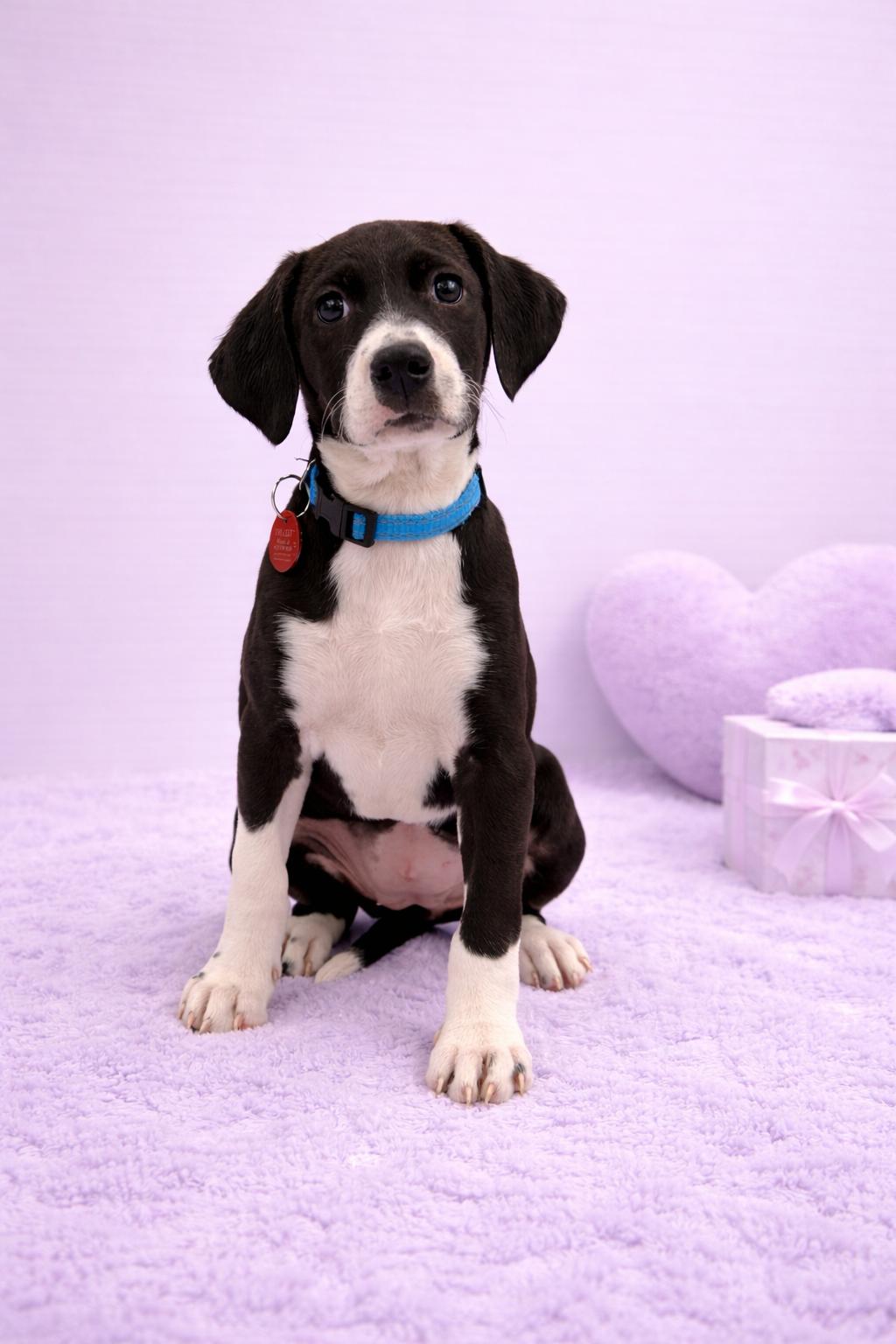 Clover, Adopted, Young Female Labrador Retriever.