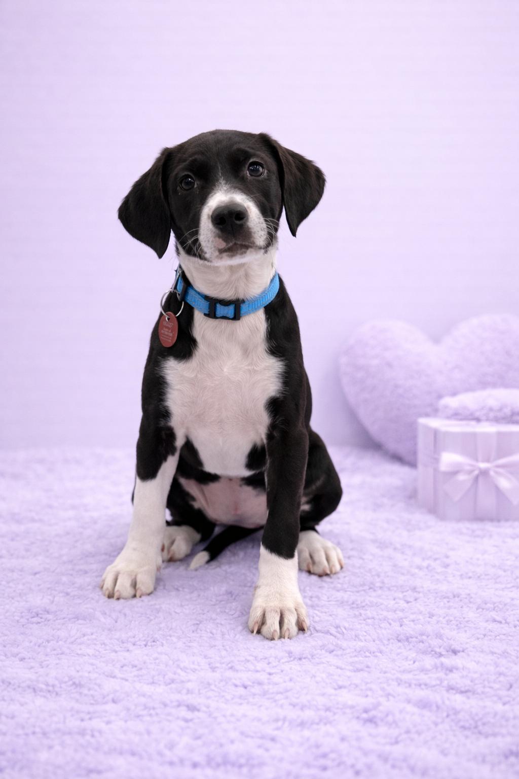 Enlarge Clover, a Adopted Labrador Retriever in Nashville, TN image 2/3