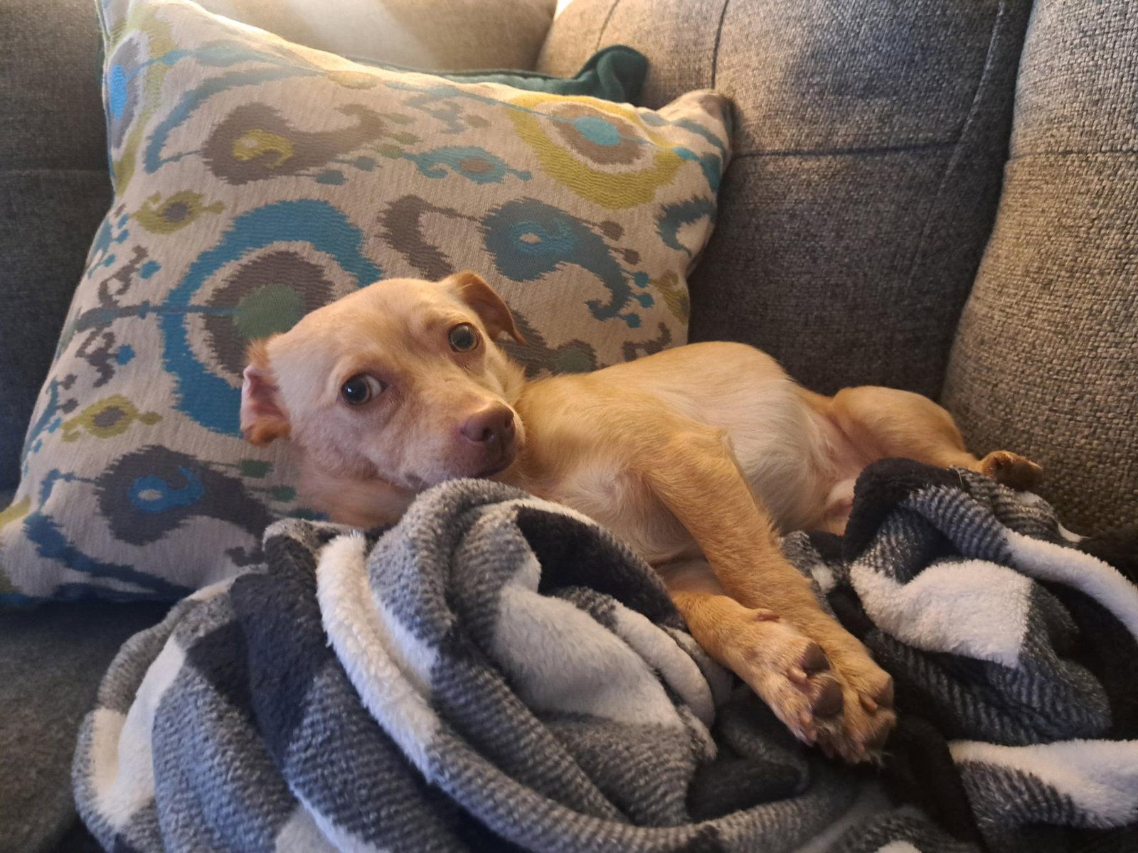 Stanley, Adoptable, Adult Male Chihuahua.