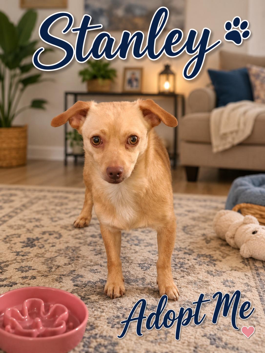 Stanley, a Adoptable Chihuahua in Orange, CA image 2/2