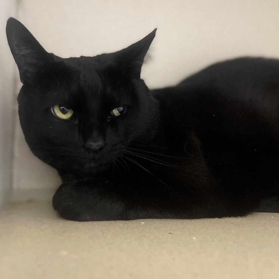 ATHIE, Adoptable, Adult Male Domestic Long Hair.