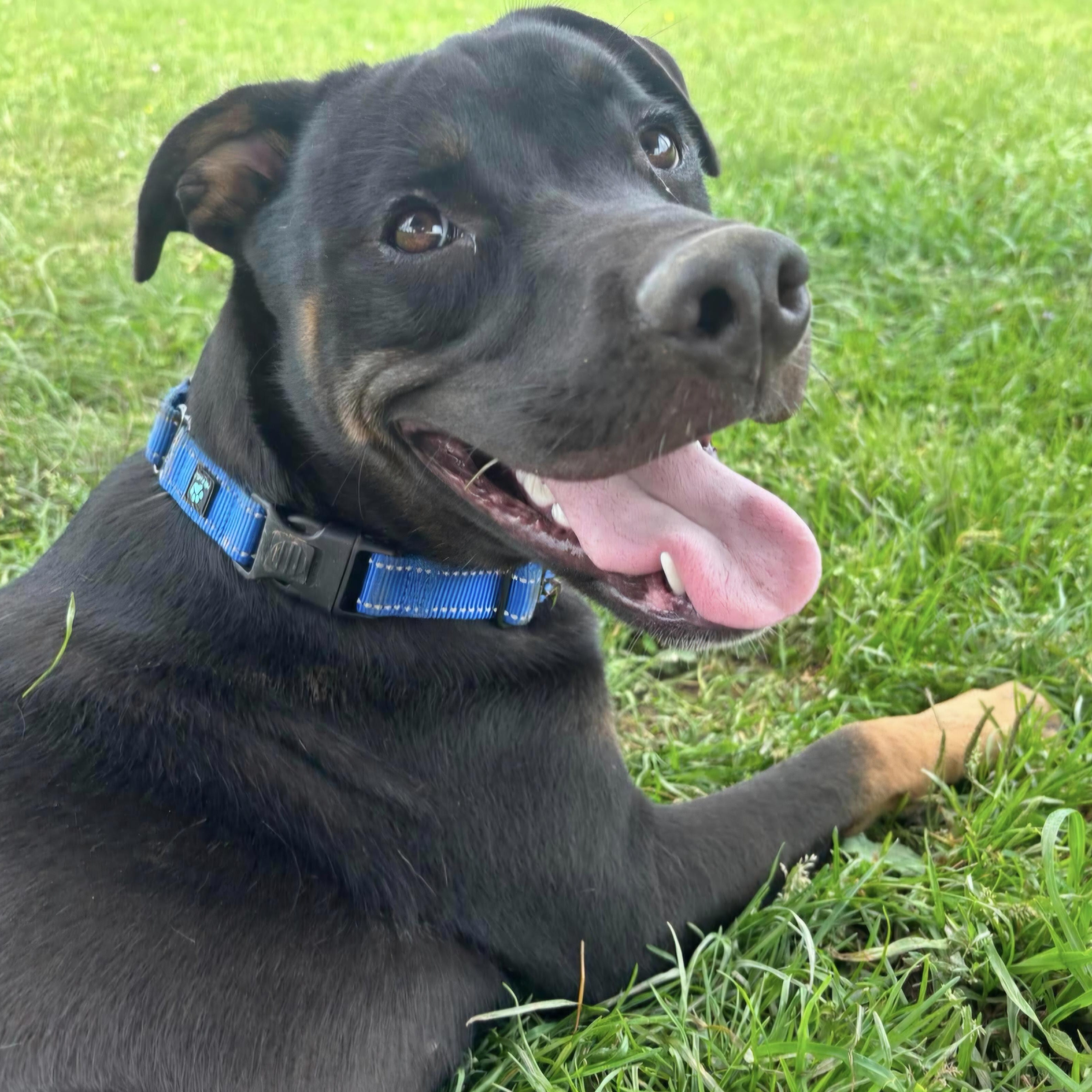Wayland, a ADOPTABLE mixed breed in Tioga, PA image 6/6