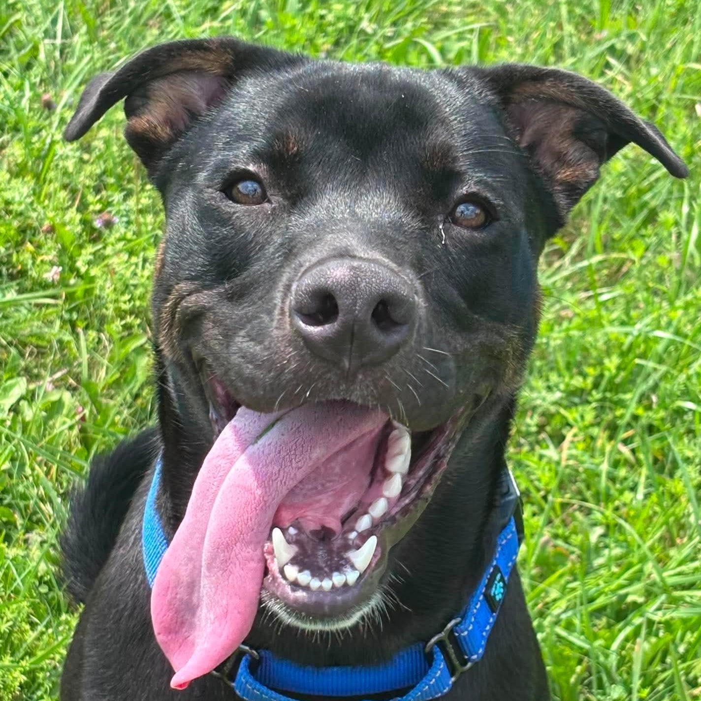 Wayland, ADOPTABLE, Young Male Mixed Breed.