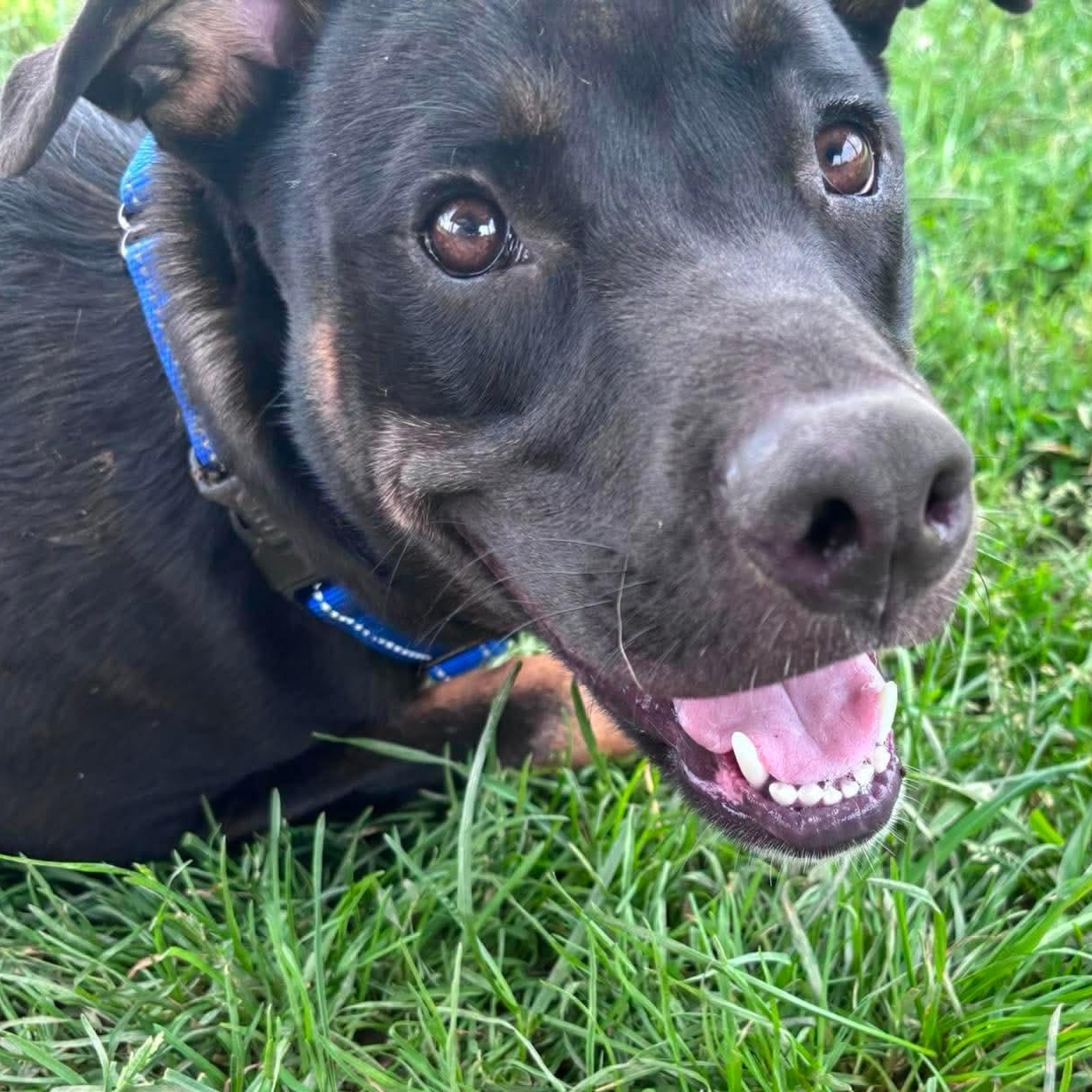 Wayland, a ADOPTABLE mixed breed in Tioga, PA image 2/6