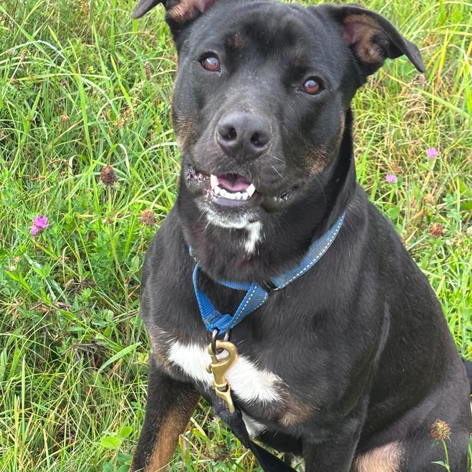 Wayland, a ADOPTABLE mixed breed in Tioga, PA image 3/6