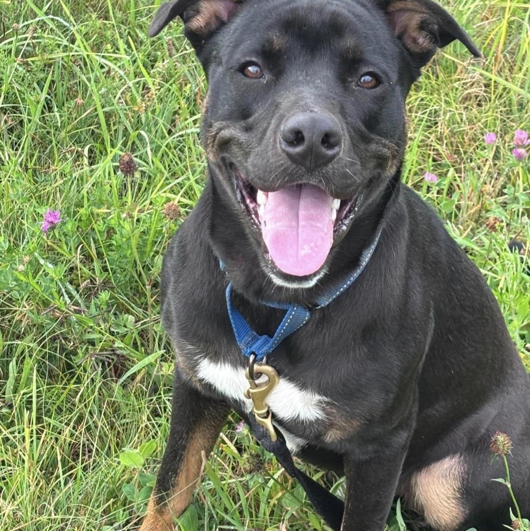 Wayland, a ADOPTABLE mixed breed in Tioga, PA image 5/6