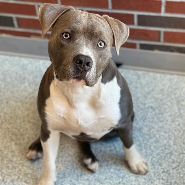Enlarge SLICK RICK, a Adoptable Pit Bull Terrier in Edmond, OK image 1/1