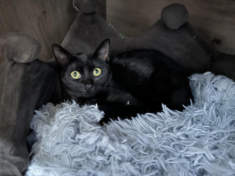 Asia — thumbnail 4