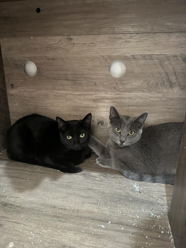 Asia — thumbnail 5