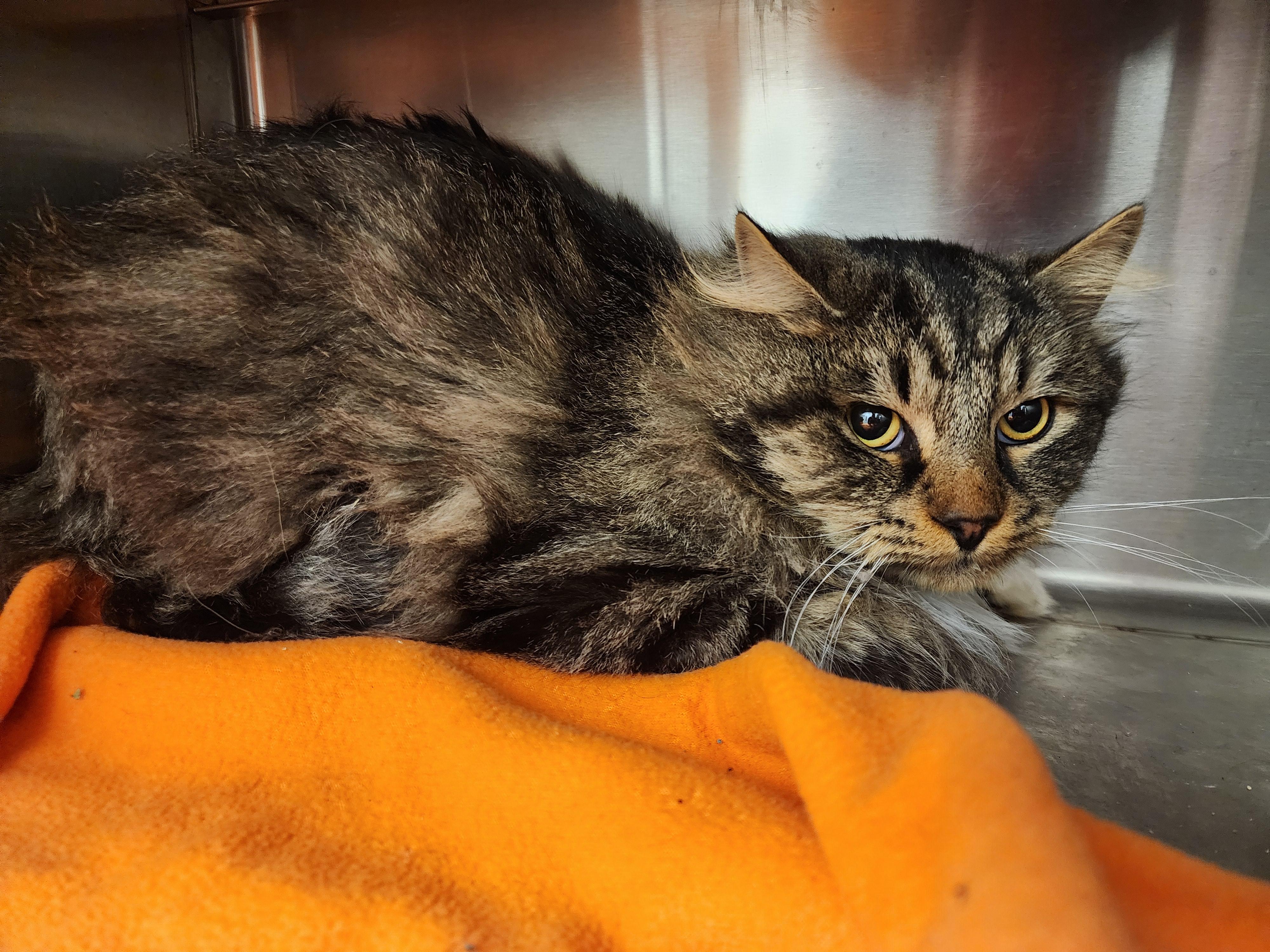 Enlarge Krampus, a ADOPTABLE Domestic Long Hair in Liberty, MO image 1/1