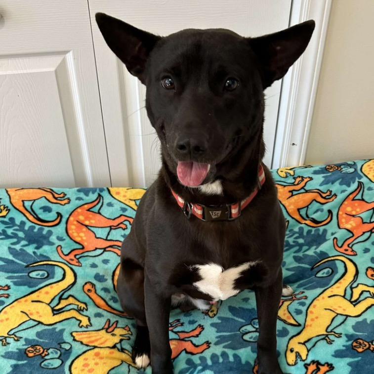 Enlarge Meeko, a Adoptable Mixed Breed in Mocksville, NC image 1/5