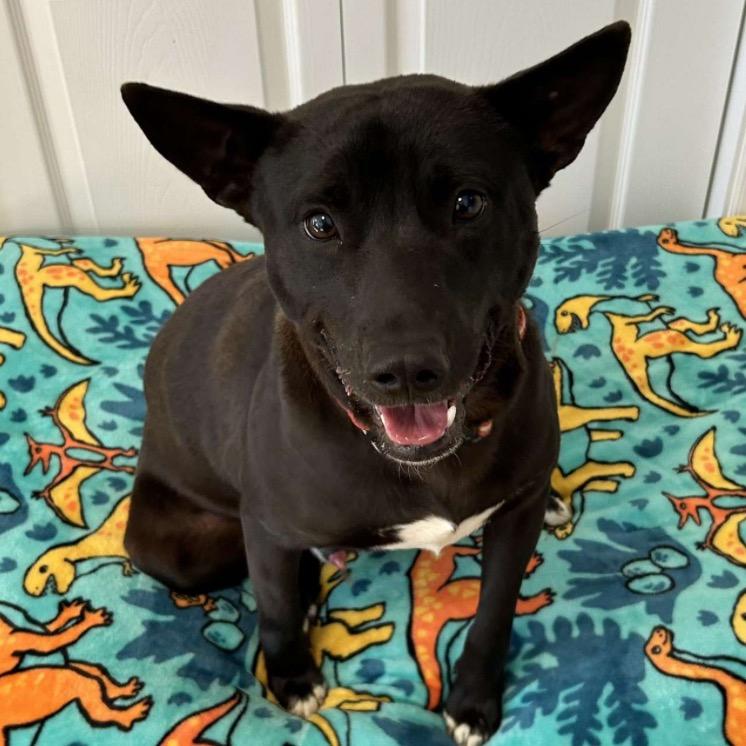 Enlarge Meeko, a Adoptable Mixed Breed in Mocksville, NC image 2/5