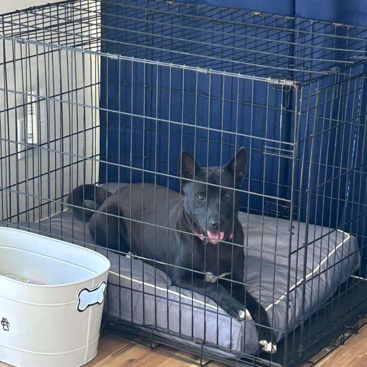 Enlarge Meeko, a Adoptable Mixed Breed in Mocksville, NC image 3/5