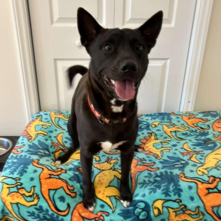 Enlarge Meeko, a Adoptable Mixed Breed in Mocksville, NC image 5/5