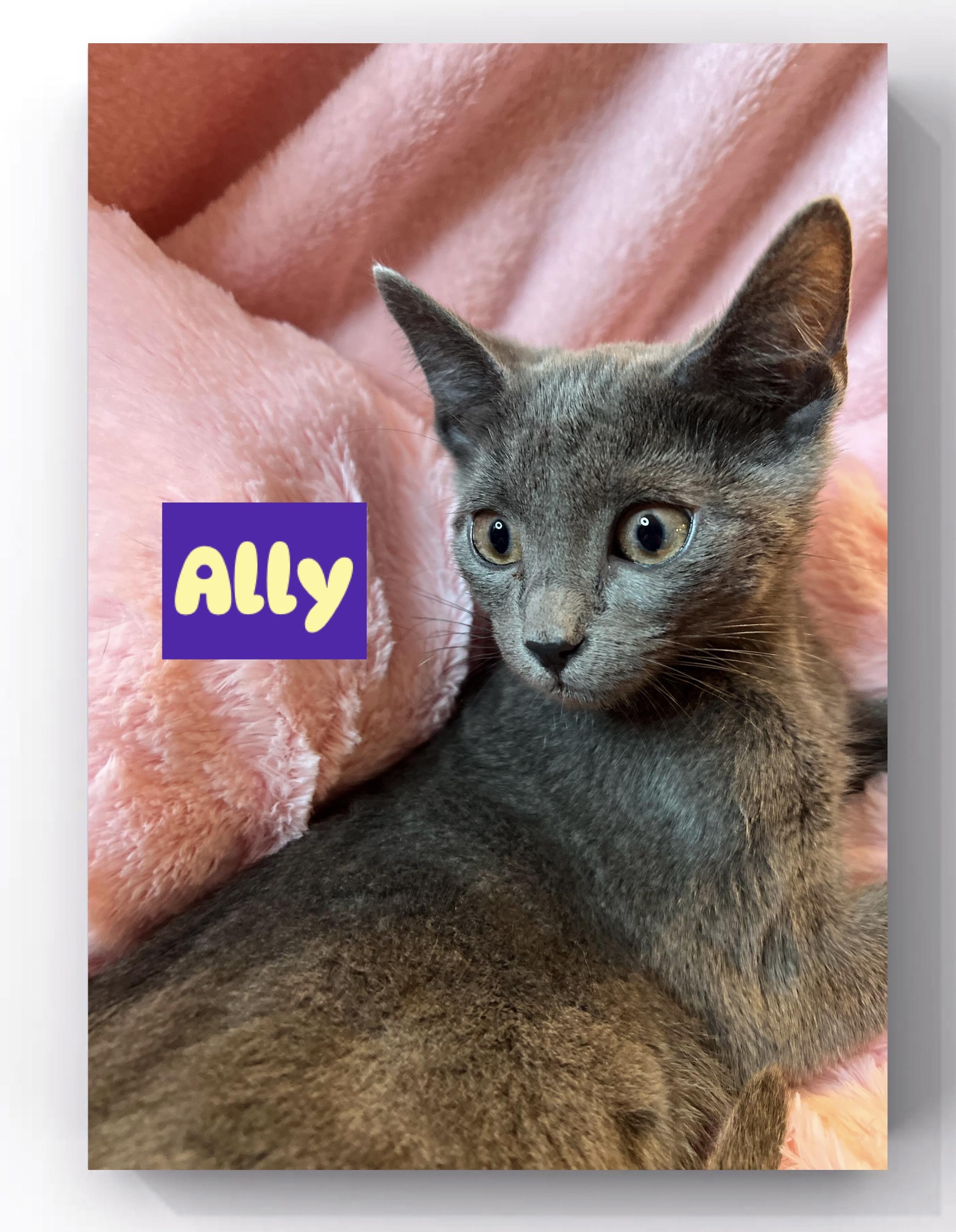 Ally, Audrey, Perry & (Sunny (F)ADOPTED), a Adoptable Domestic Short Hair in staten island, NY image 2/6