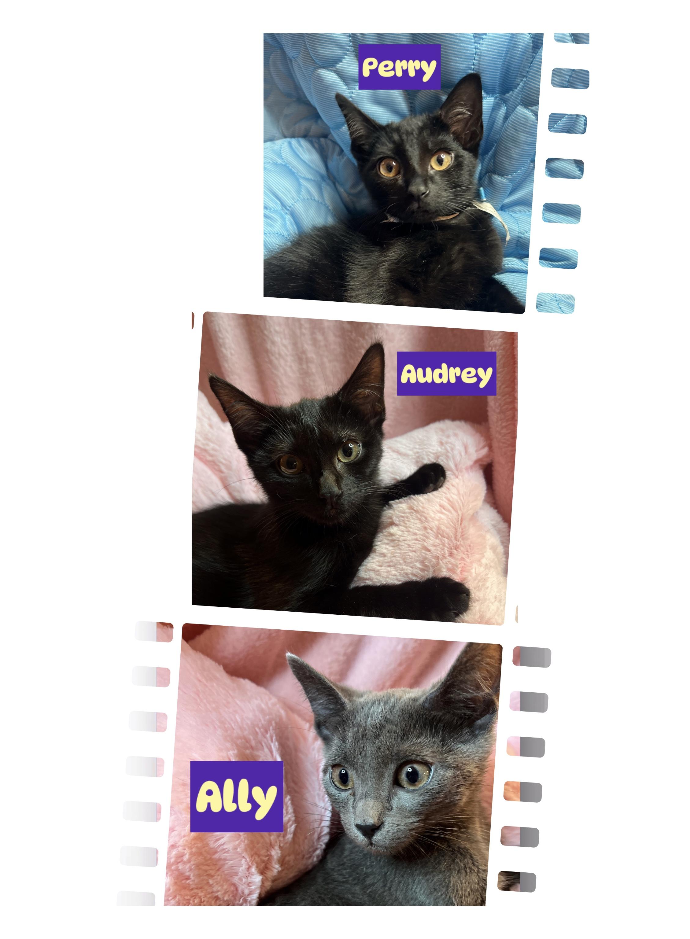 Ally, Audrey, Perry & (Sunny (F)ADOPTED), Adoptable, Kitten Female Domestic Short Hair.