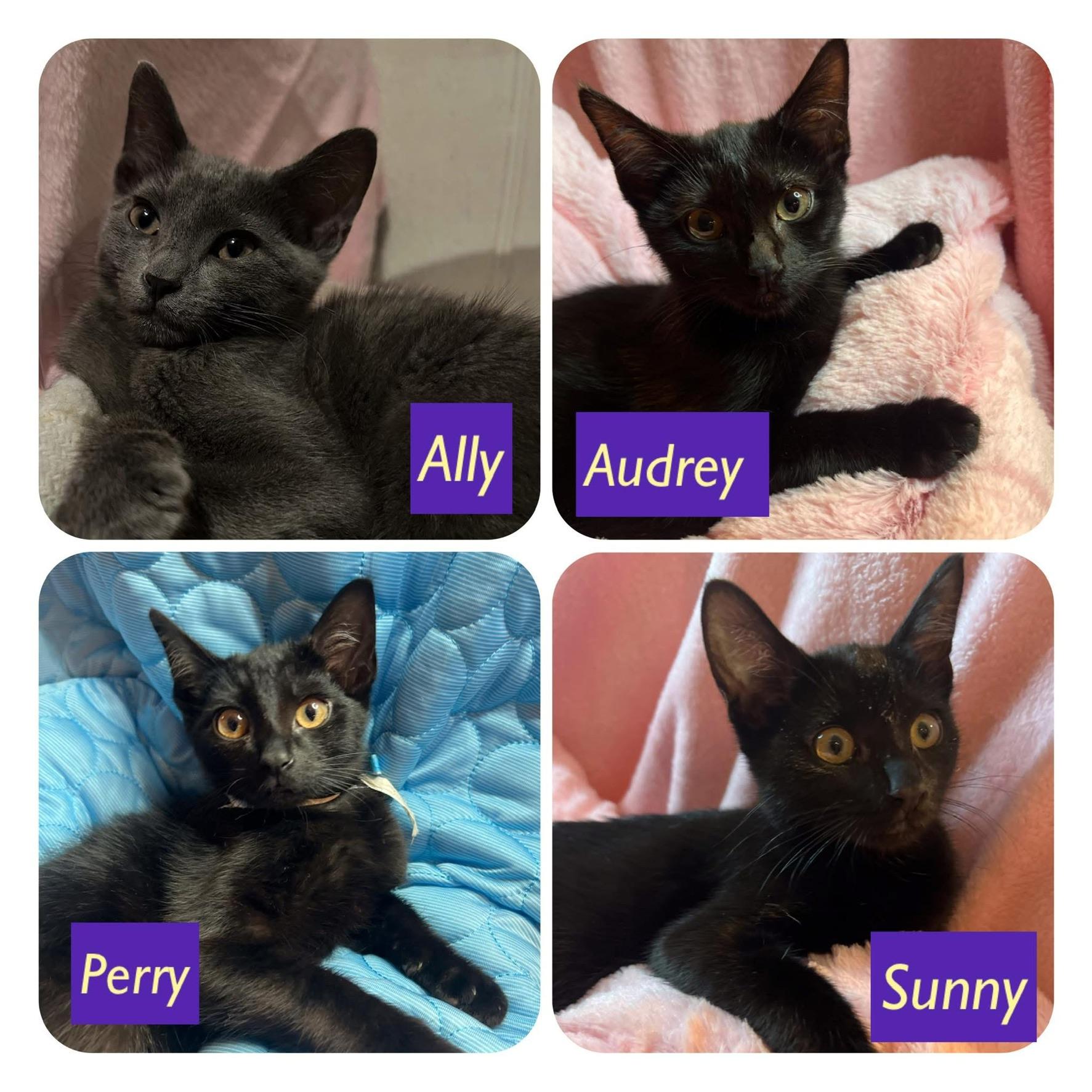 Ally, Audrey, Perry & (Sunny (F)ADOPTED), a Adoptable Domestic Short Hair in staten island, NY image 3/6