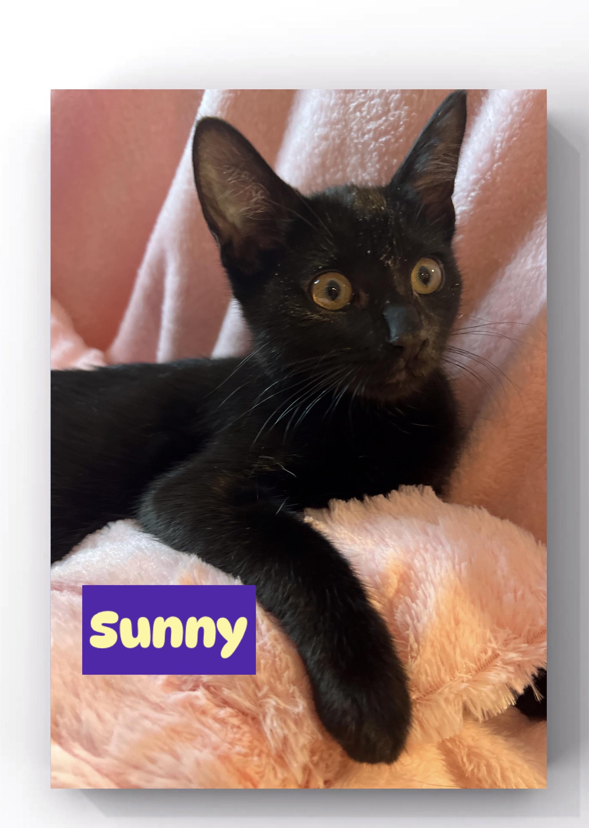 Ally, Audrey, Perry & (Sunny (F)ADOPTED), a Adoptable Domestic Short Hair in staten island, NY image 4/6
