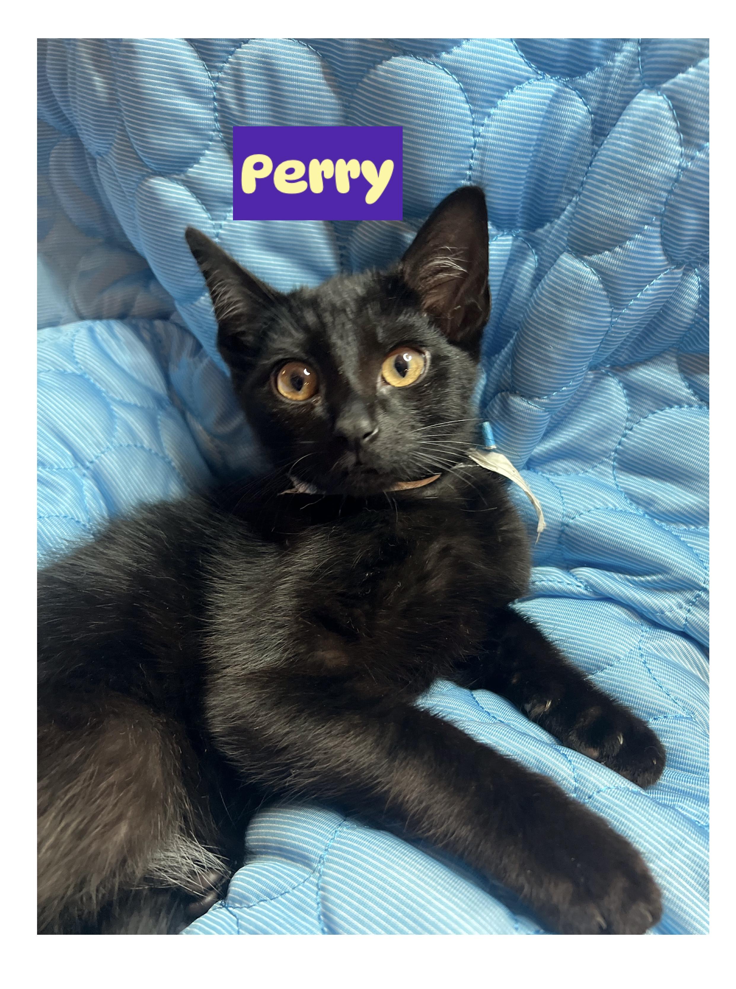 Ally, Audrey, Perry & (Sunny (F)ADOPTED), a Adoptable Domestic Short Hair in staten island, NY image 5/6