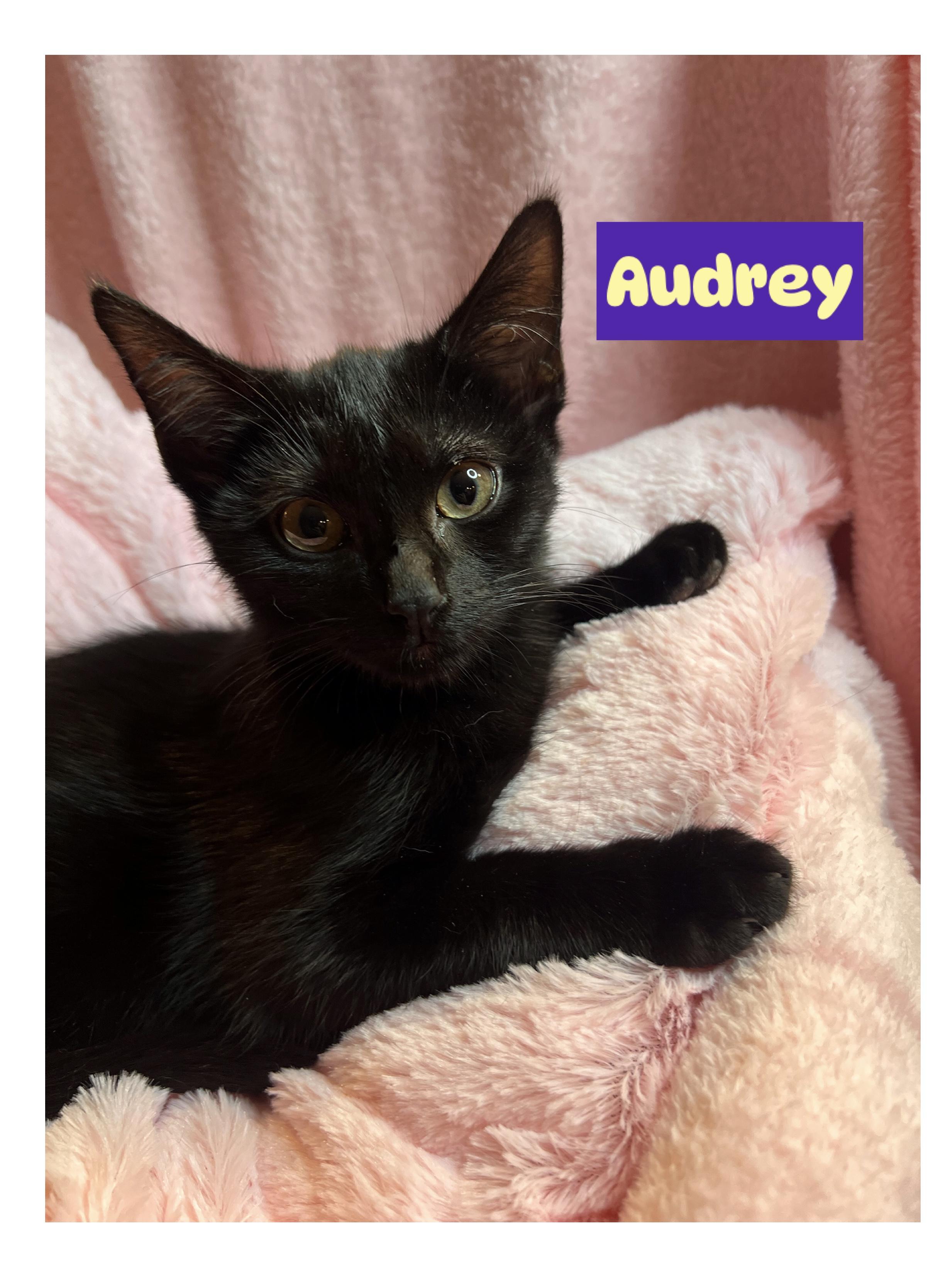 Ally, Audrey, Perry & (Sunny (F)ADOPTED), a Adoptable Domestic Short Hair in staten island, NY image 6/6