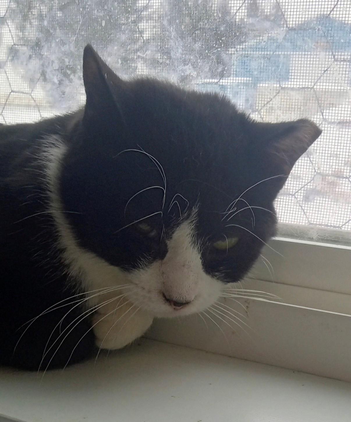 Enlarge Maxx, an adopted Domestic Short Hair in Walworth, WI image 3/3