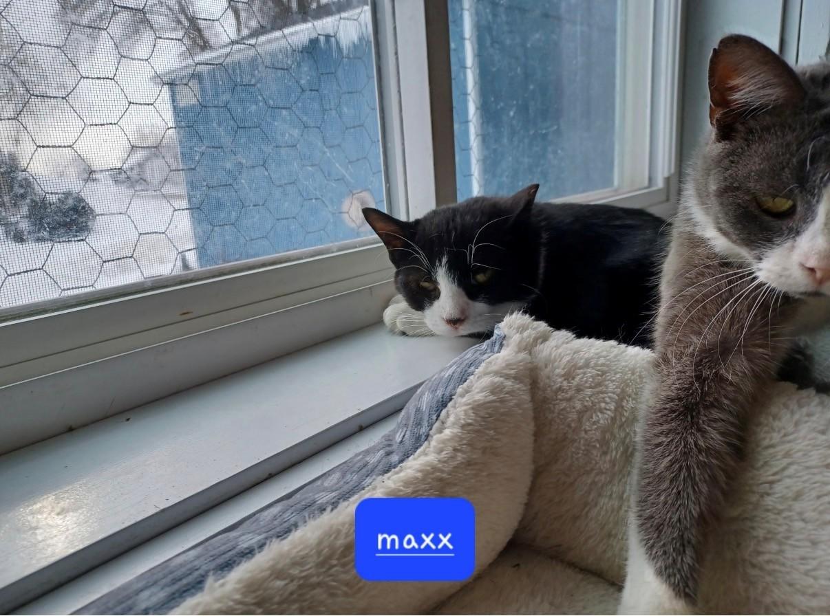 Enlarge Maxx, an adopted Domestic Short Hair in Walworth, WI image 2/3