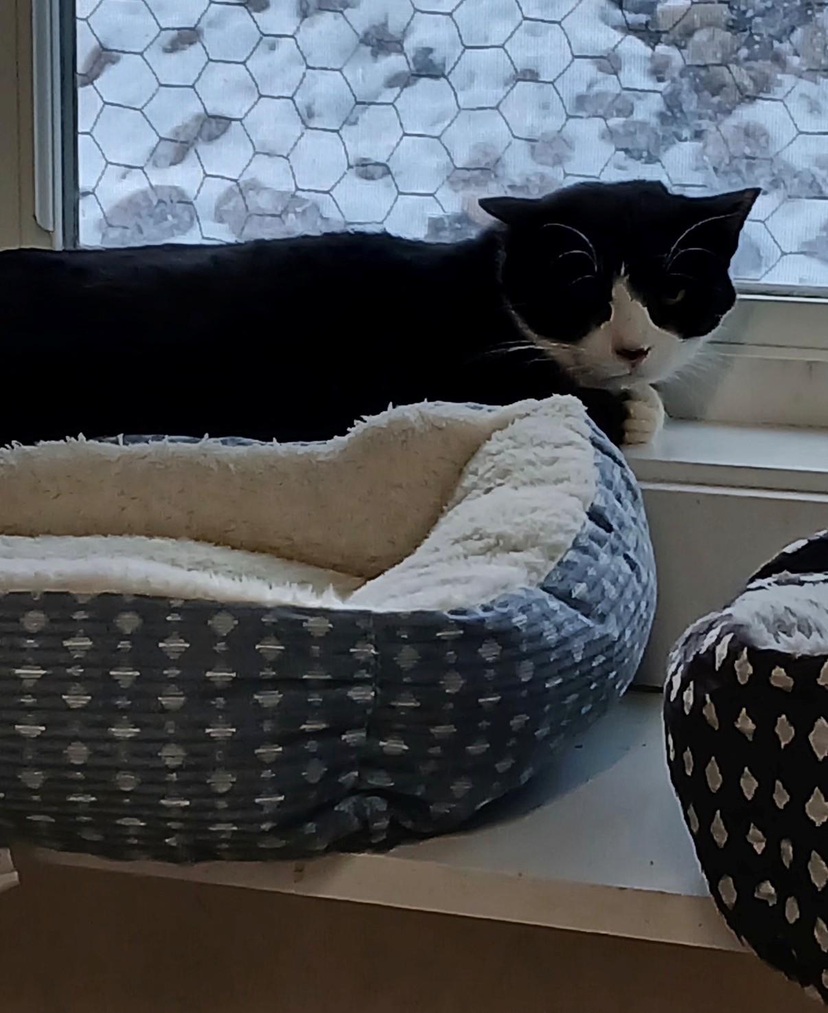 Enlarge Maxx, an adopted Domestic Short Hair in Walworth, WI image 1/3