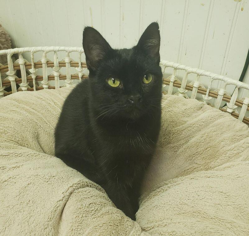 Sable, Adoptable, Adult Female Domestic Short Hair.