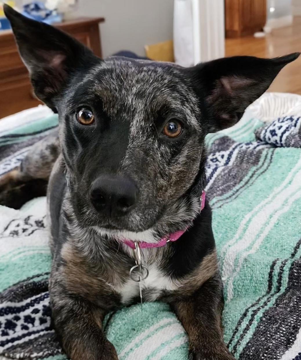 Enlarge Eden- cutest wiggly butt!, a Adoptable mixed breed in Oakhurst, NJ image 2/3