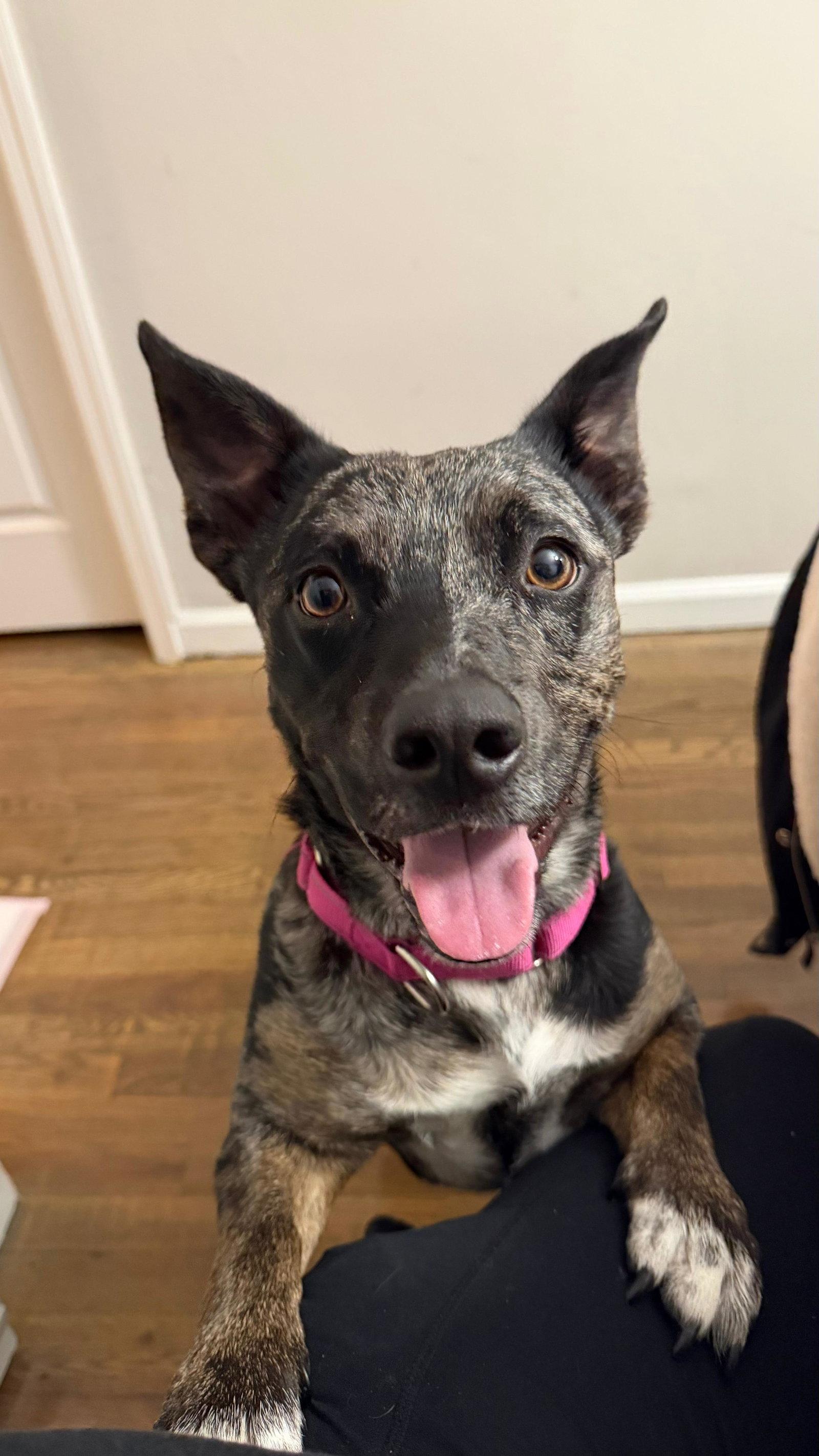 Enlarge Eden- cutest wiggly butt!, a Adoptable mixed breed in Oakhurst, NJ image 3/3