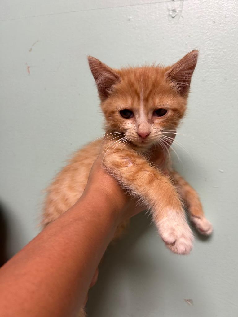 Archer, Adoptable, Kitten Male Domestic Short Hair.