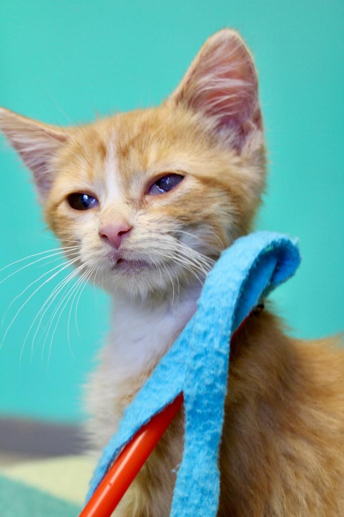Archer, a Adoptable mixed breed in Morgantown, KY image 2/3