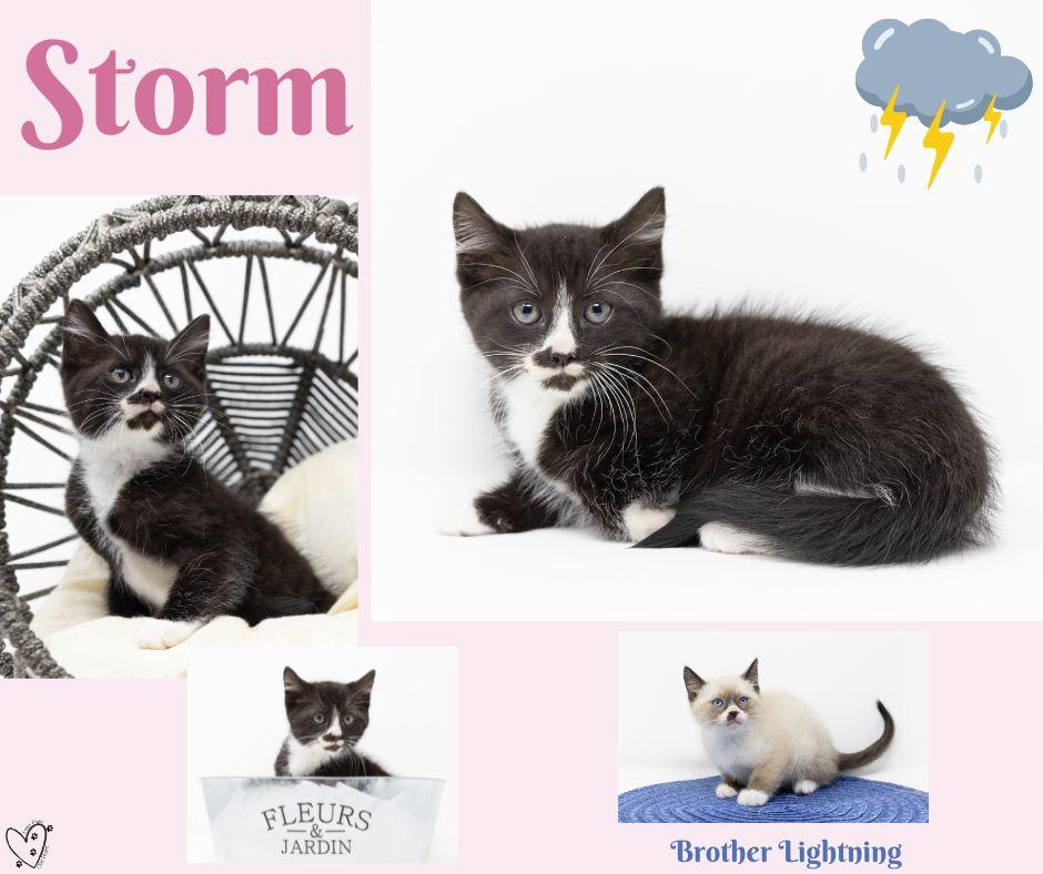 Enlarge Storm, a ADOPTABLE Tuxedo in Trophy Club, TX image 3/6