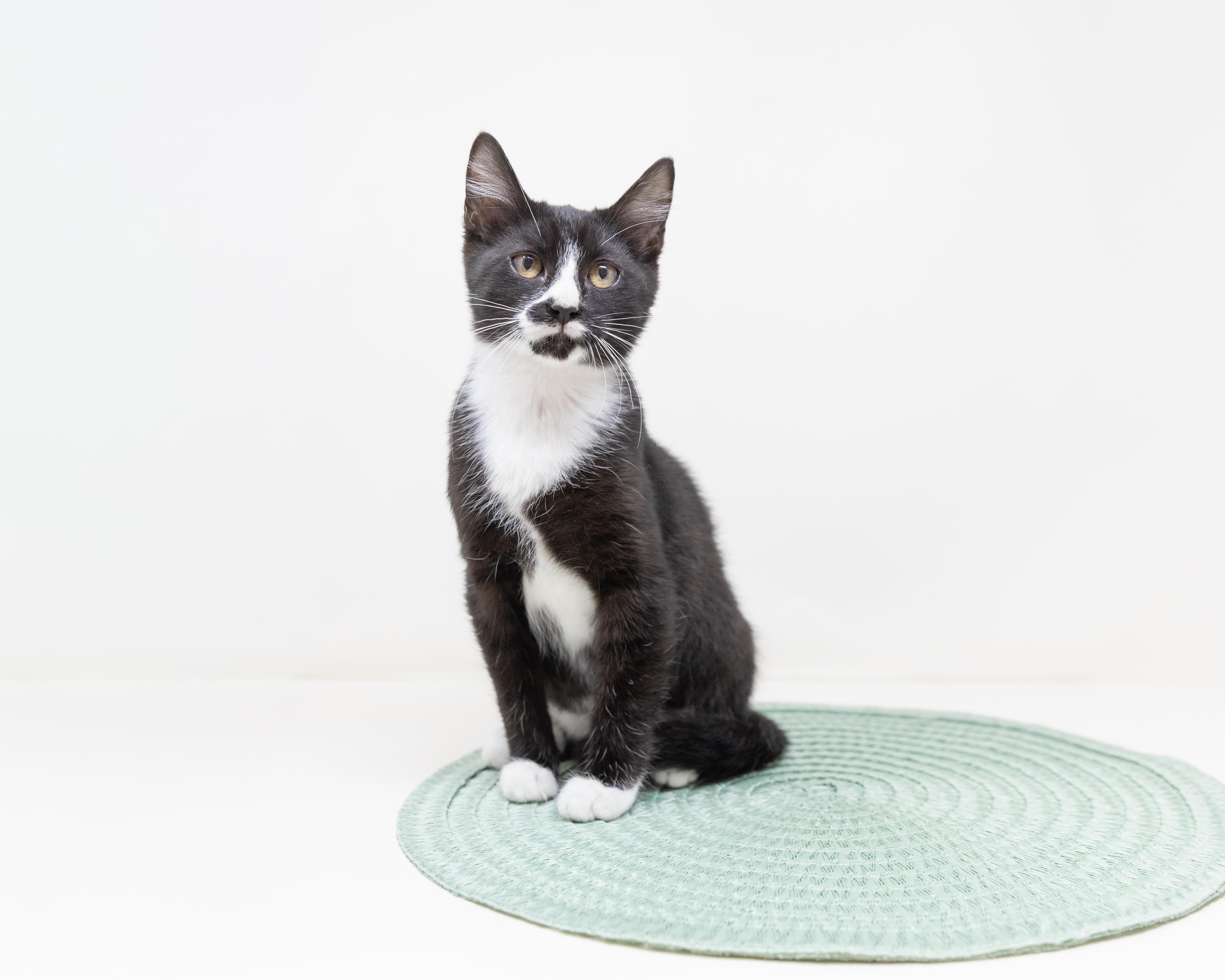 Storm, ADOPTABLE, Young Female Tuxedo.