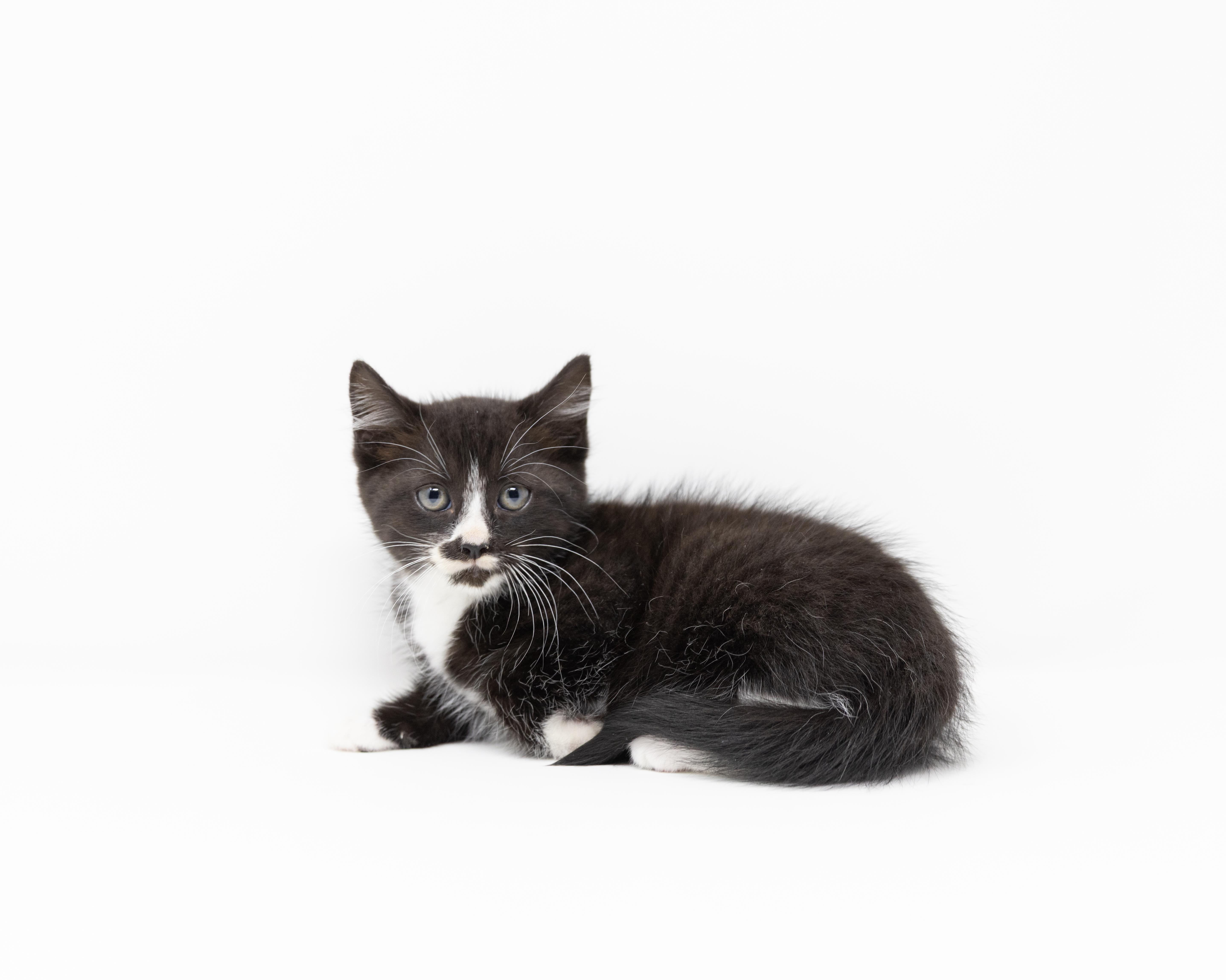 Enlarge Storm, a ADOPTABLE Tuxedo in Trophy Club, TX image 2/6