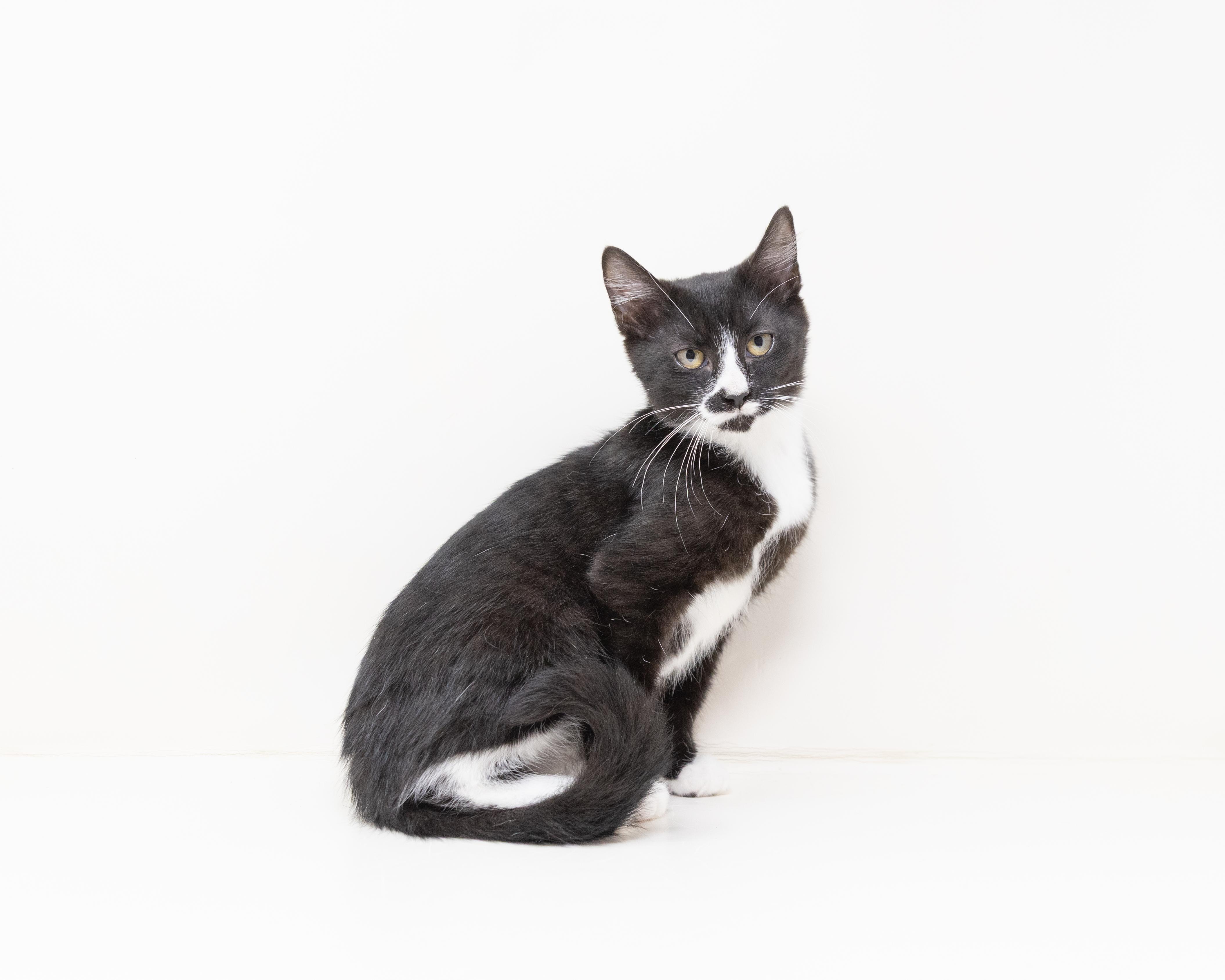 Enlarge Storm, a ADOPTABLE Tuxedo in Rhome, TX image 2/6