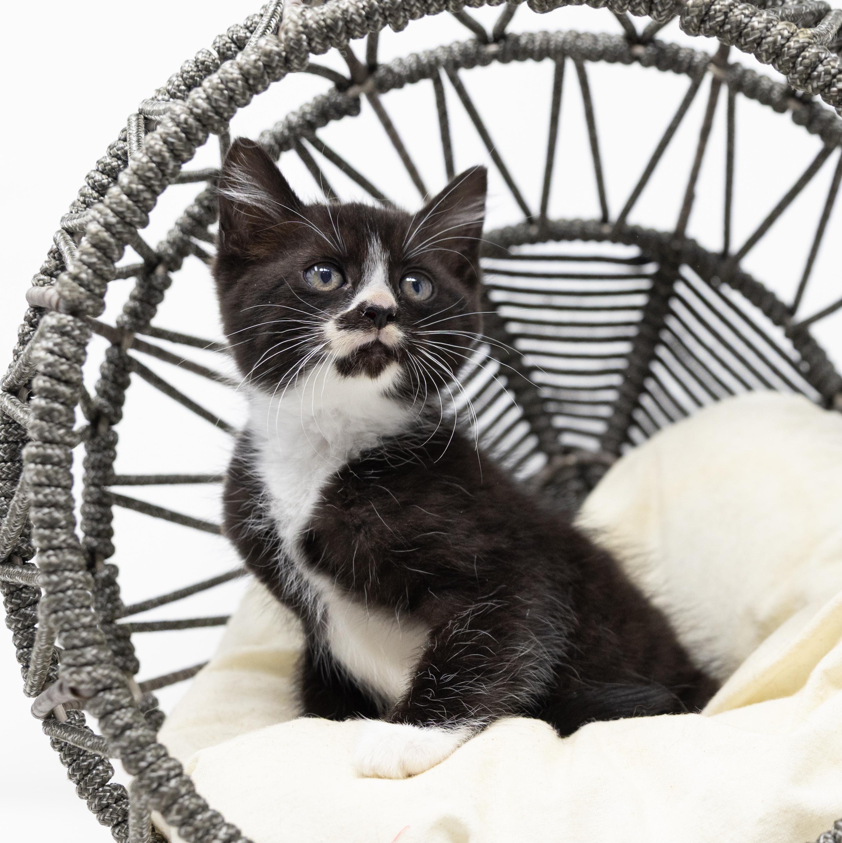 Enlarge Storm, a ADOPTABLE Tuxedo in Trophy Club, TX image 1/6