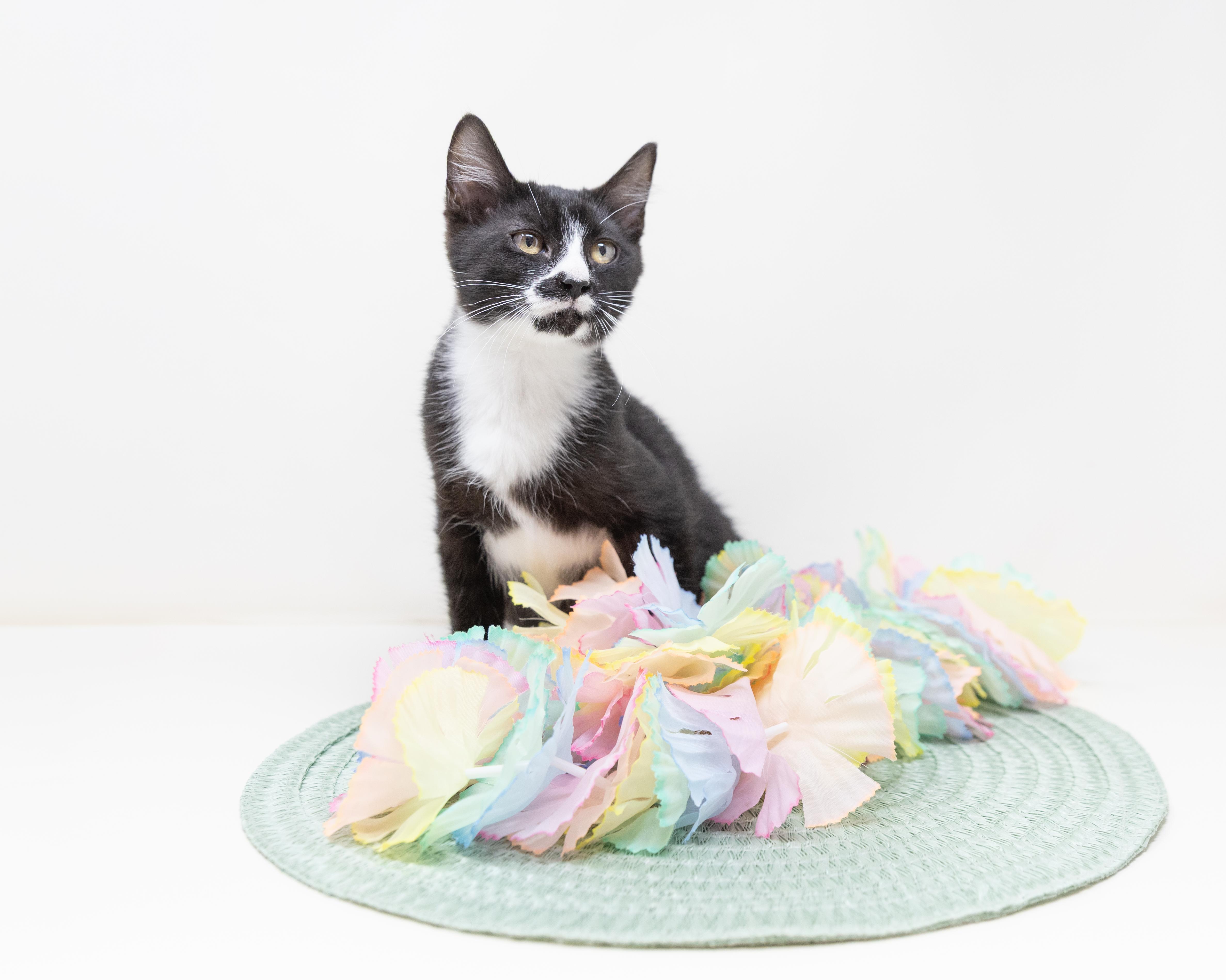 Enlarge Storm, a ADOPTABLE Tuxedo in Rhome, TX image 5/6