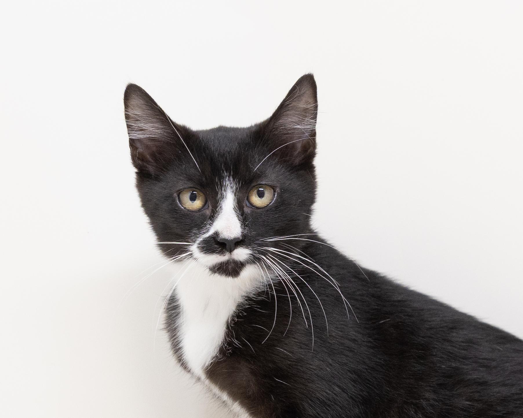 Enlarge Storm, a ADOPTABLE Tuxedo in Rhome, TX image 4/6