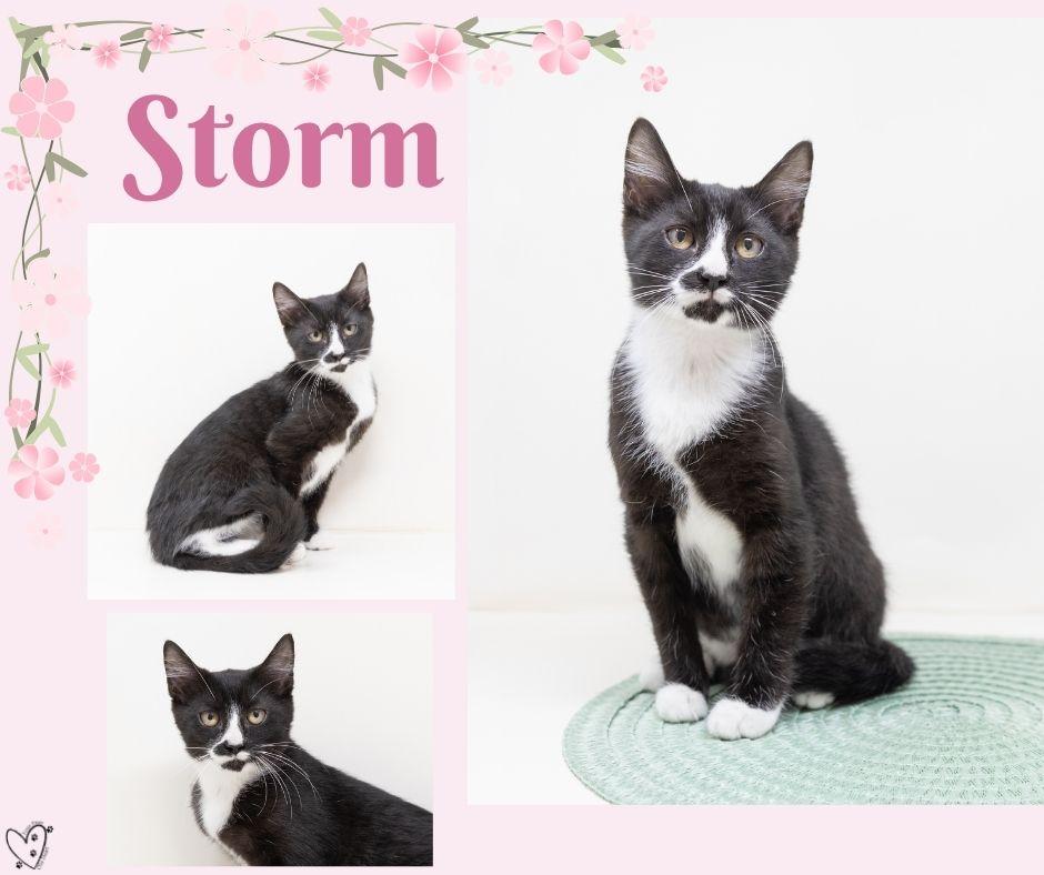 Enlarge Storm, a ADOPTABLE Tuxedo in Rhome, TX image 3/6