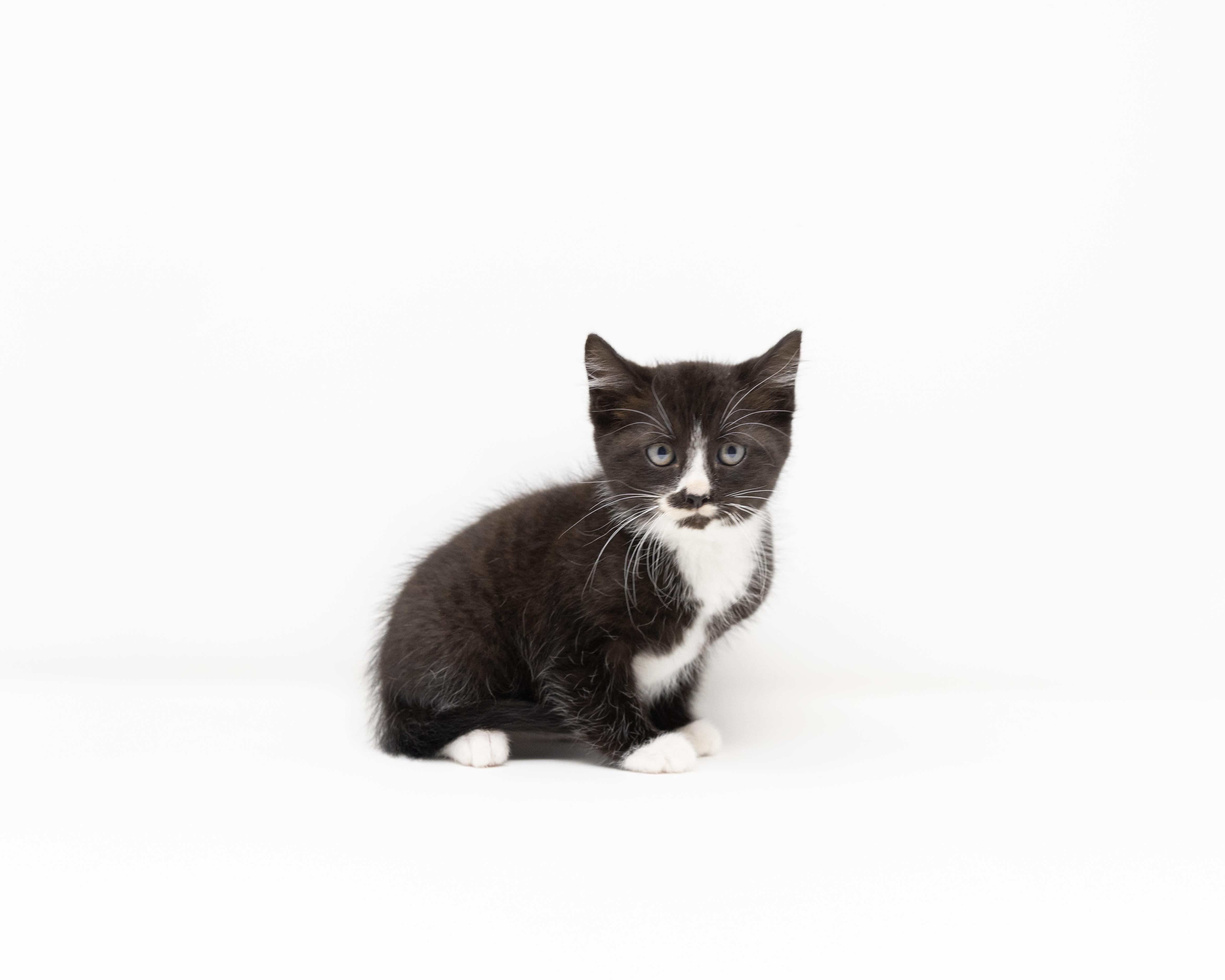 Enlarge Storm, a ADOPTABLE Tuxedo in Trophy Club, TX image 4/6