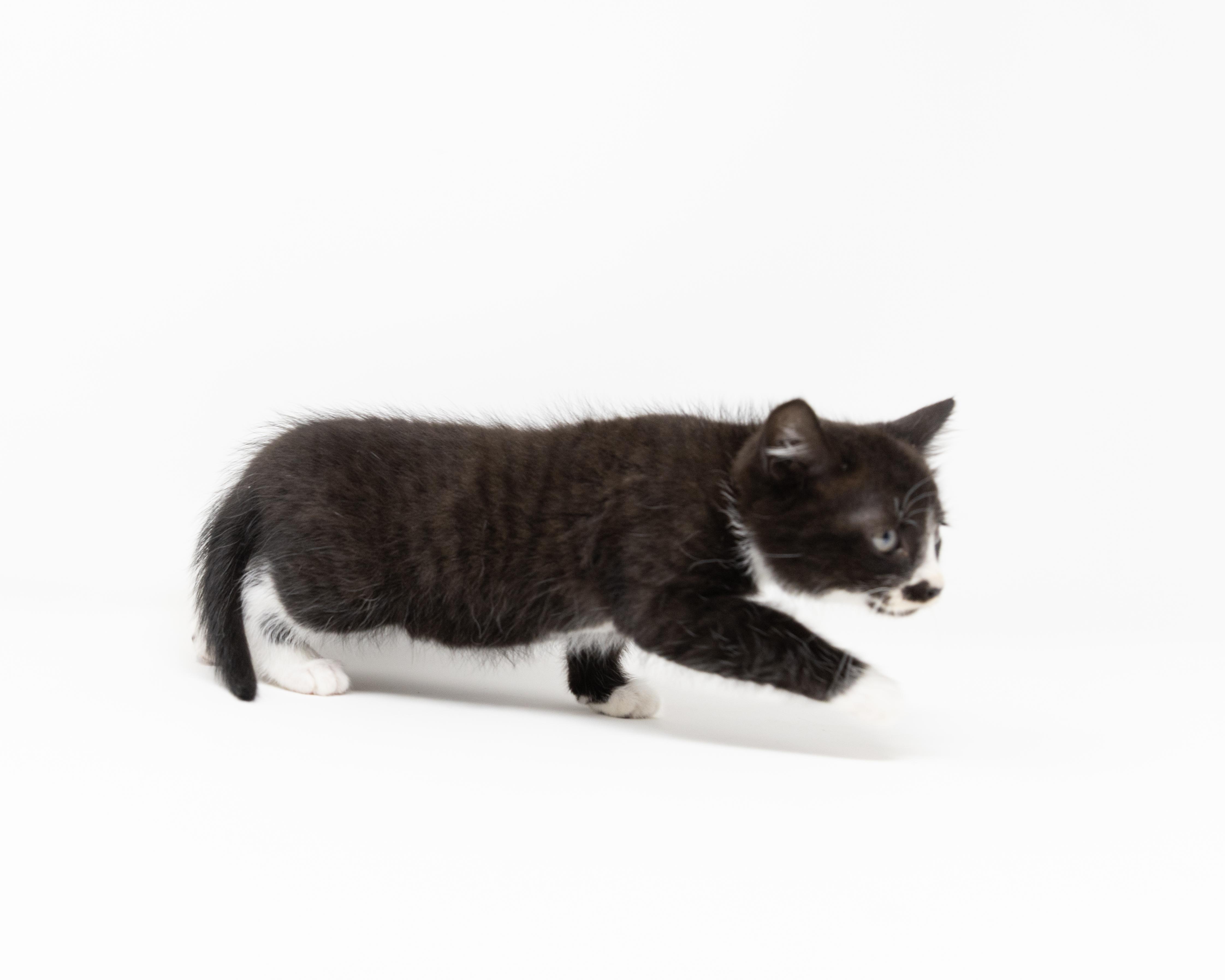 Enlarge Storm, a ADOPTABLE Tuxedo in Trophy Club, TX image 5/6