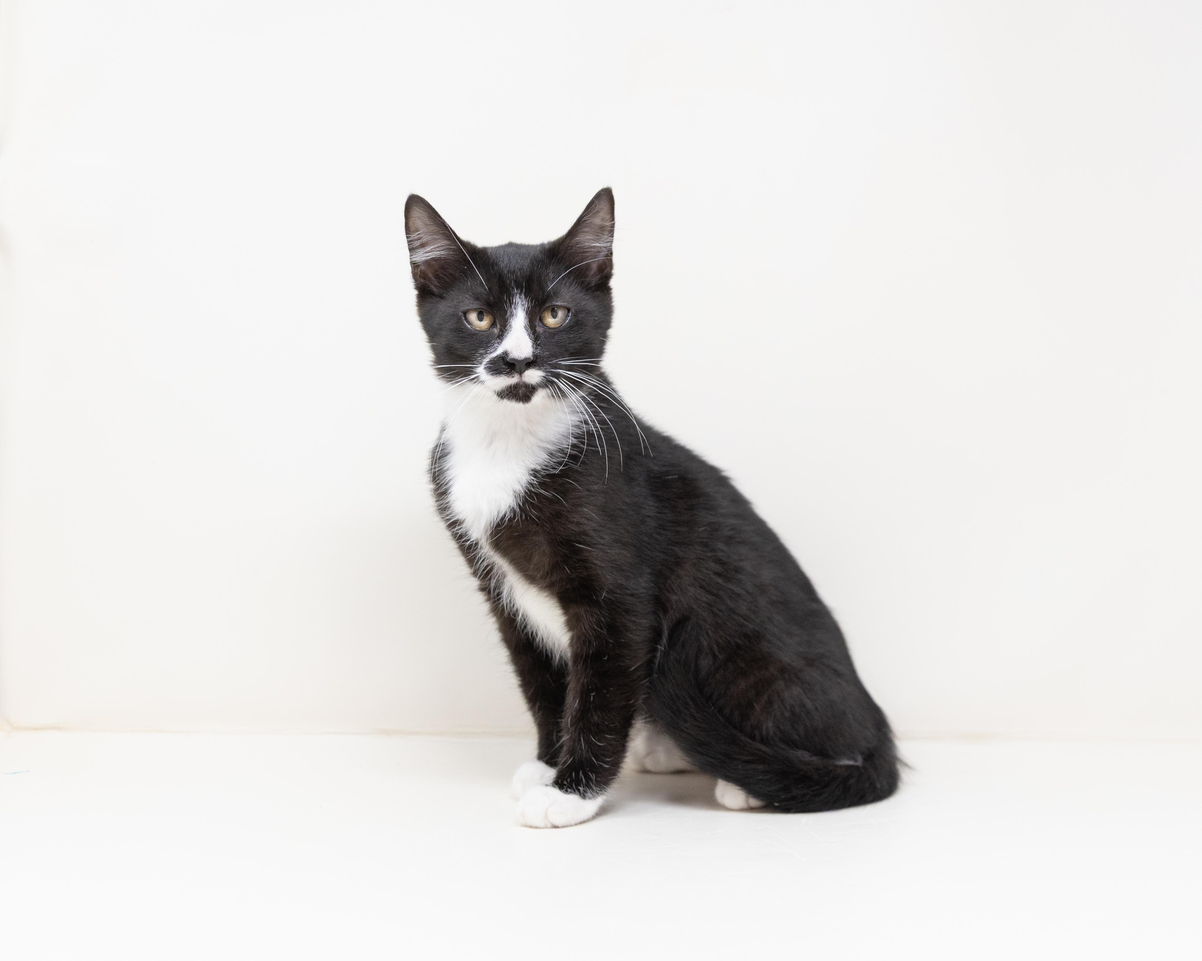 Enlarge Storm, a ADOPTABLE Tuxedo in Rhome, TX image 6/6