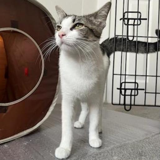 Enlarge Gigi, a Adoptable Domestic Short Hair in Philadelphia, PA image 1/6