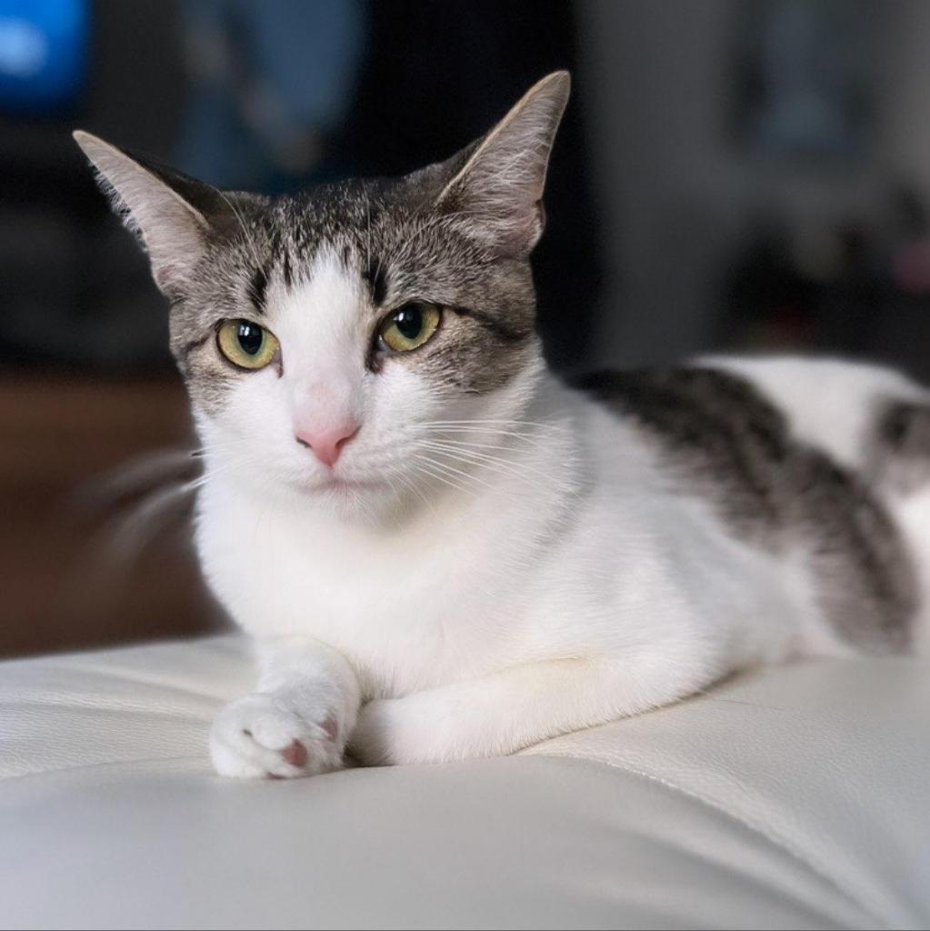 Enlarge Gigi, a Adoptable Domestic Short Hair in Philadelphia, PA image 2/6