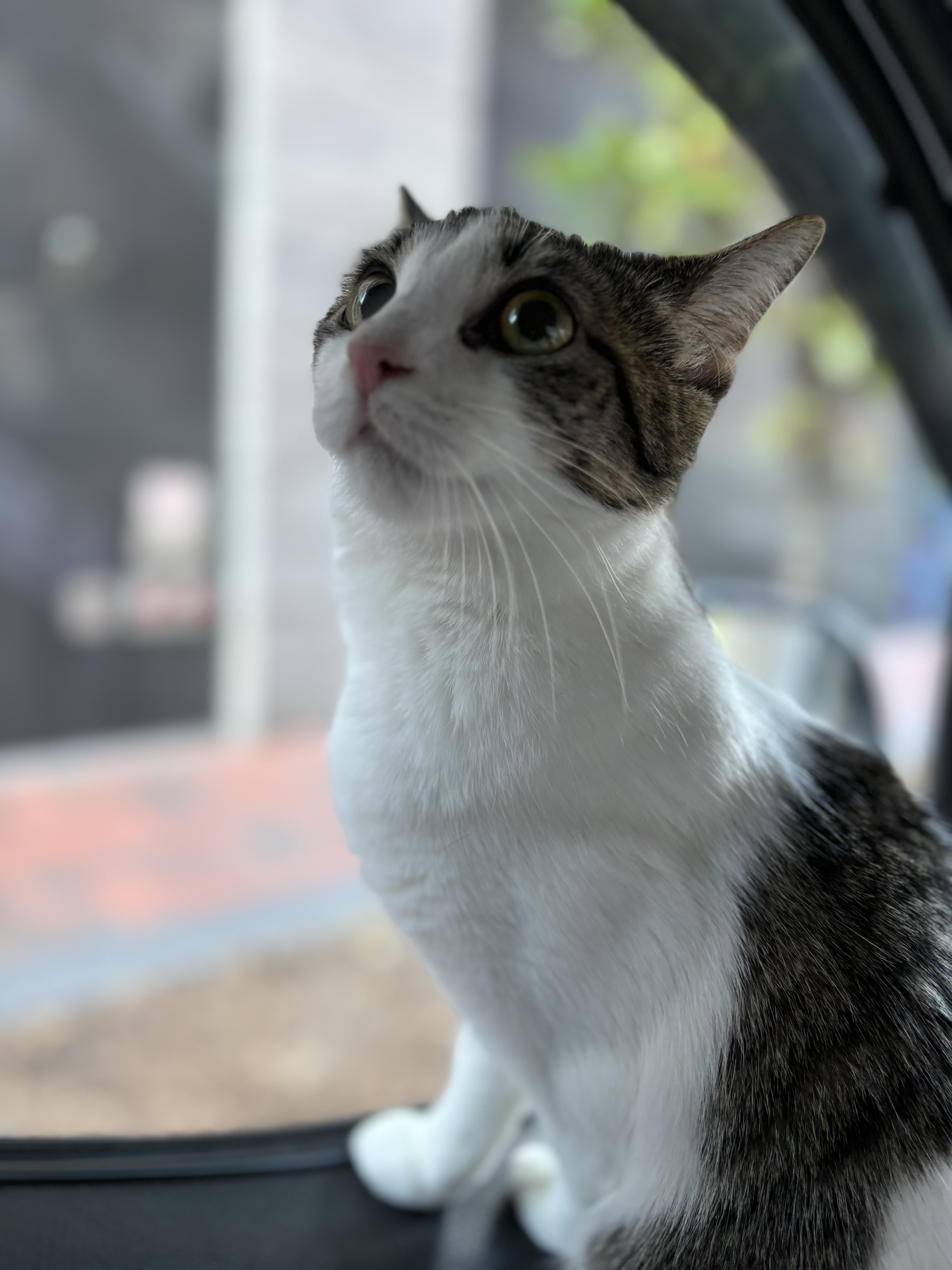 Enlarge Gigi, a Adoptable Domestic Short Hair in Philadelphia, PA image 3/6