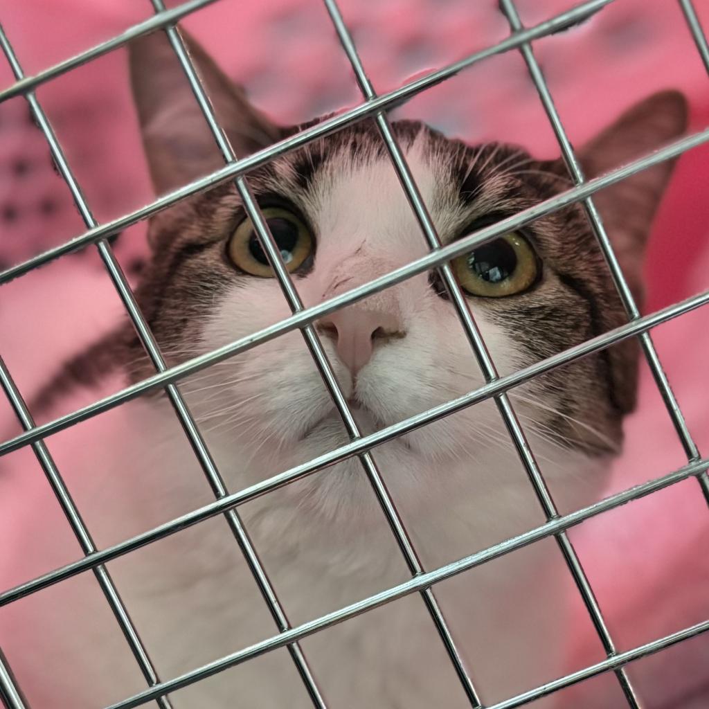 Enlarge Gigi, a Adoptable Domestic Short Hair in Philadelphia, PA image 4/6