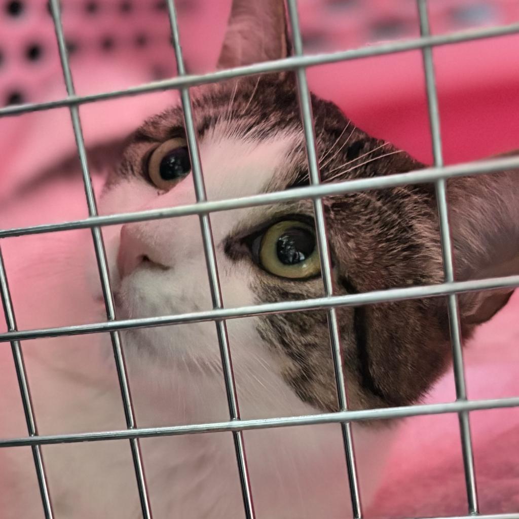 Enlarge Gigi, a Adoptable Domestic Short Hair in Philadelphia, PA image 5/6
