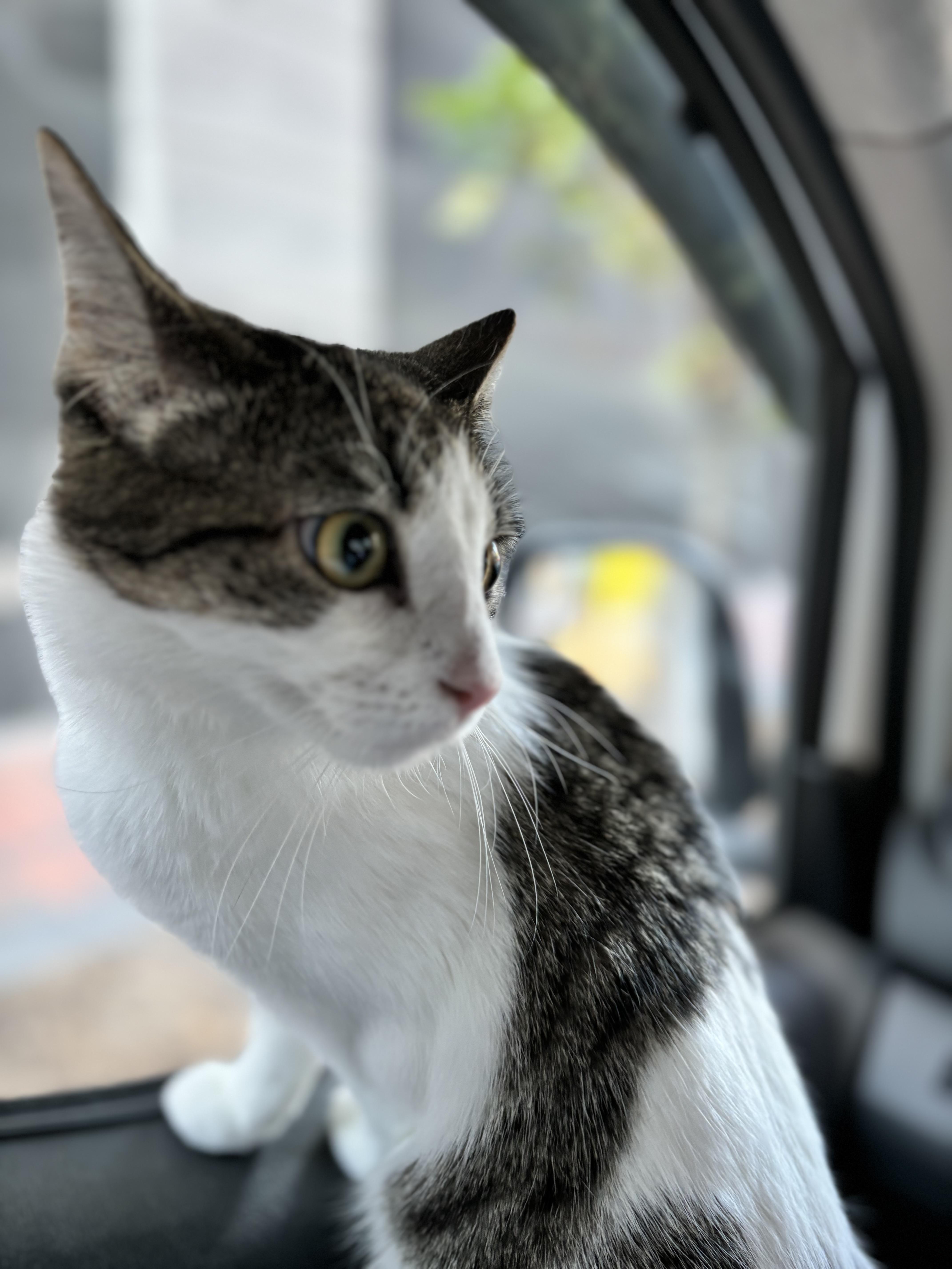 Enlarge Gigi, a Adoptable Domestic Short Hair in Philadelphia, PA image 6/6
