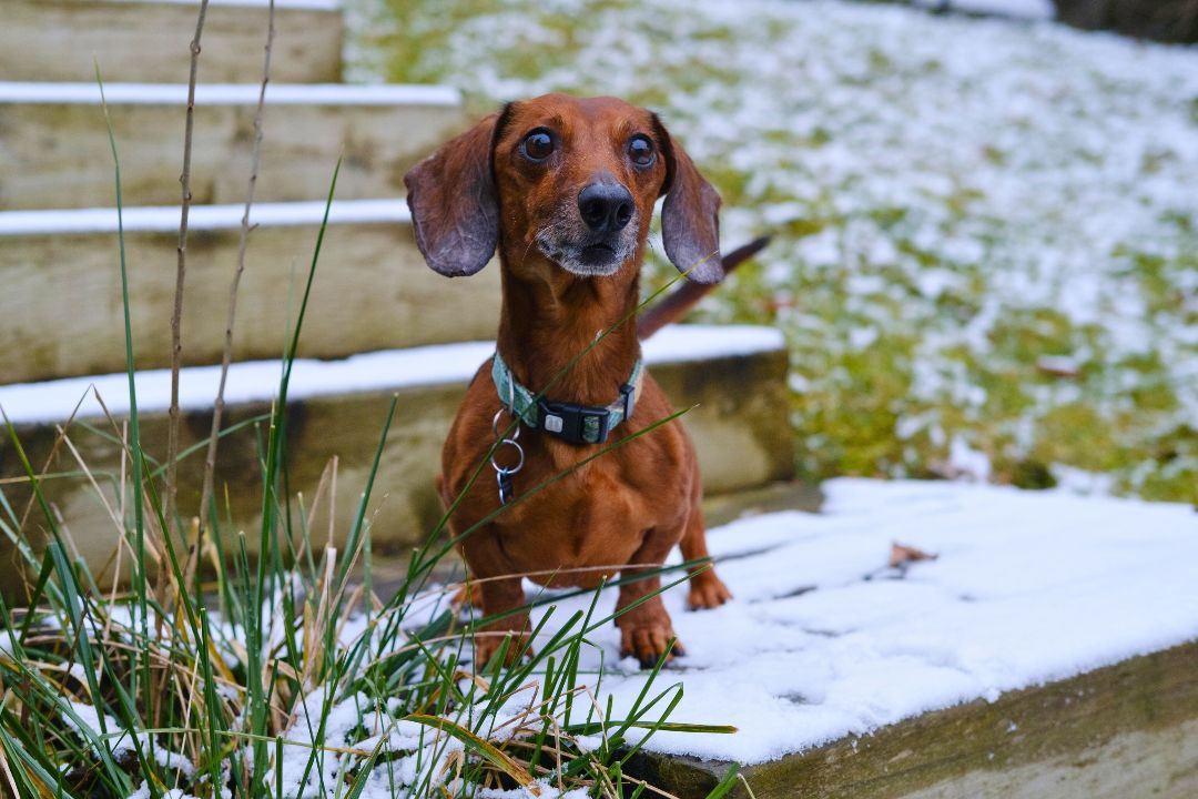 Buddy, Adopted, Senior Male Miniature Dachshund.